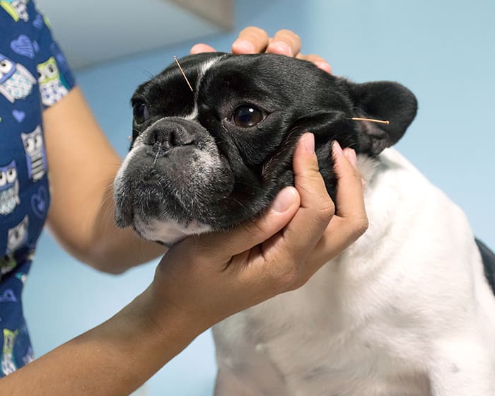 Veterinary Acupuncture in Franklin | Acupuncture for Cats & Dogs