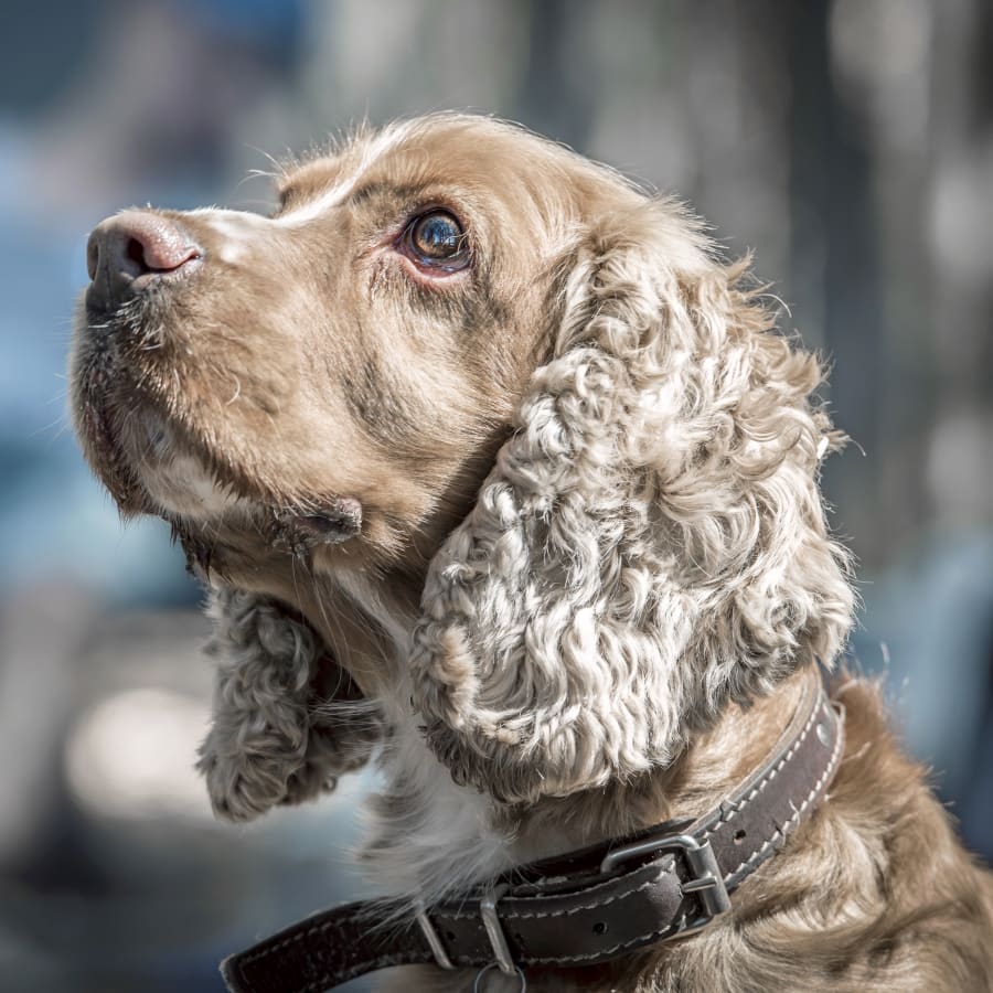 COCKER SPANIEL INGLÊS – Consulta Dog Vet