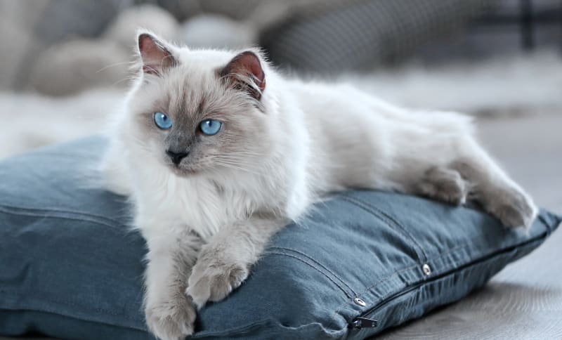 Cat with blue eyes